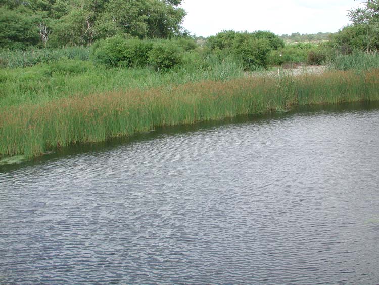 River at Dwyer Farm 8.jpg 89.9K